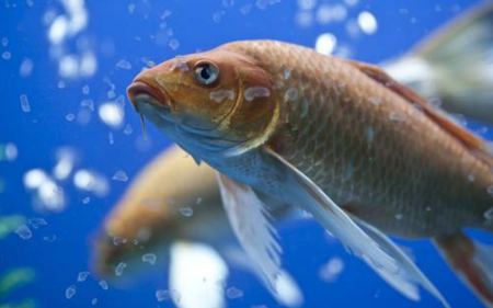 為什么有的魚(yú)沒(méi)有鱗,魚(yú)鱗的作用是什么