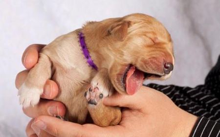 動物打哈欠是什么意思？