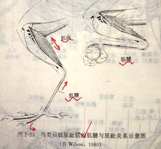 為什么鳥睡覺的時候經常眨眼？