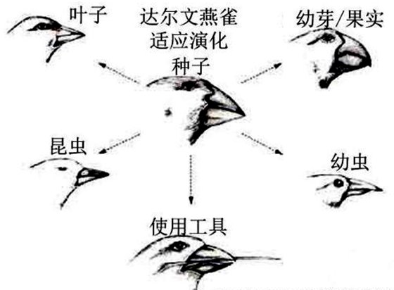 為什么鳥嘴的形狀多種多樣？