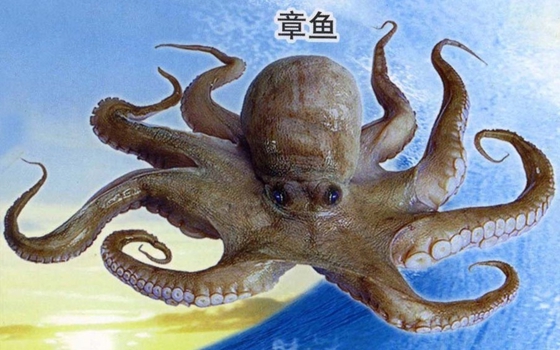 章魚真的沒有身子嗎,章魚的身體結構
