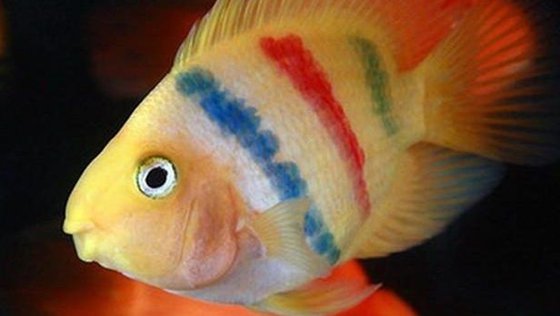 為什么有的魚(yú)不怕?tīng)C,有沒(méi)有耐高溫的魚(yú)