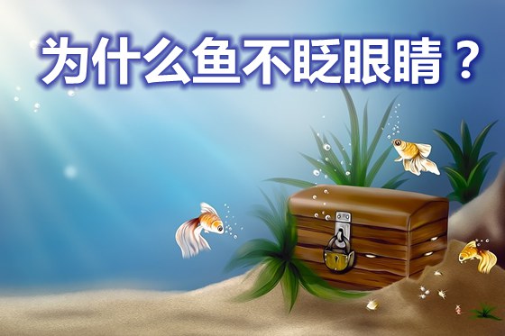 為什么魚(yú)不眨眼睛,魚(yú)為什么沒(méi)有眼皮