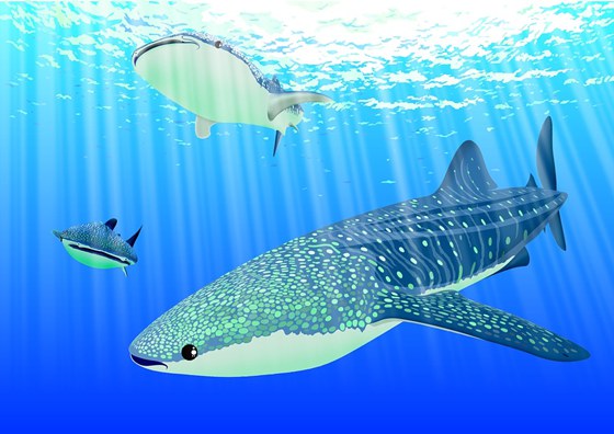 為什么魚(yú)不眨眼睛,魚(yú)為什么沒(méi)有眼皮