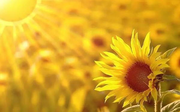 向日葵的花語(yǔ),向日葵的寓意和象征是什么