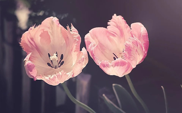 玫瑰花花語(yǔ)和寓意,玫瑰花象征著什么