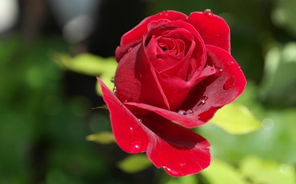 玫瑰花花語(yǔ)和寓意,玫瑰花象征著什么