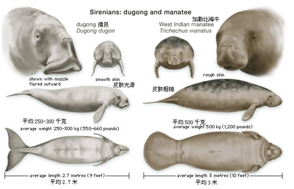 儒艮怎么讀,儒艮是什么,儒艮為什么叫美人魚