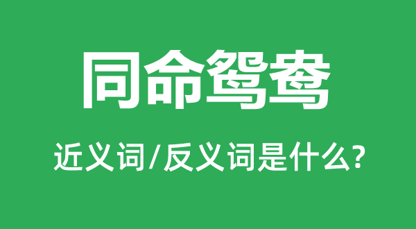 同命鴛鴦的近義詞和反義詞是什么,同命鴛鴦是什么意思