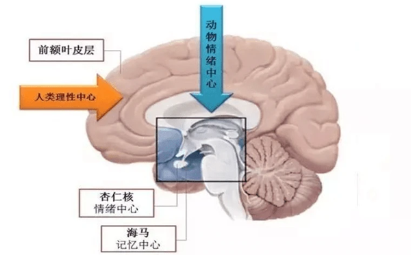 為什么記不住夢境內容,晚上做夢記不住是怎么回事